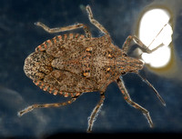 Rough stink bug - Brochymena sulcata