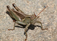 Yarrow's grasshopper - Melanoplus yarrowii