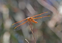 Flame skimmer - Libuellula saturata (Female)