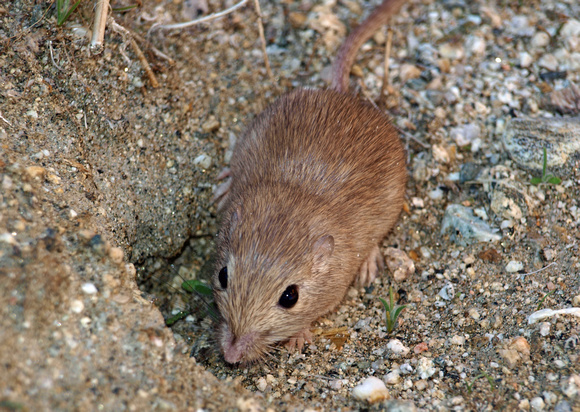 Long-tailed pocket mouse - Chaetodipus formosus