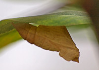 California dogface - Zerene eurydice