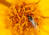 Braconid wasp 4- Unidentified sp. (Subfamily Microgastrinae)