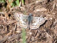 Irvine Ranch, IRC Butterfly Count  02-01-2015