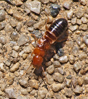 Western drywood termite - Incisitermes minor