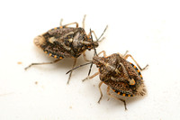 African cluster bug - Agonoscelis puberula