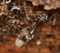 Argentine ants - Linepithema humile