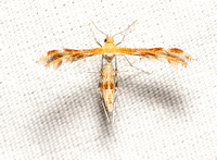 Gumweed plume moth - Dejongia californicus