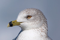 Ring-billed Gull -  Larus delawarensis