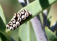 Harlequin bug - Murgantia histrionica
