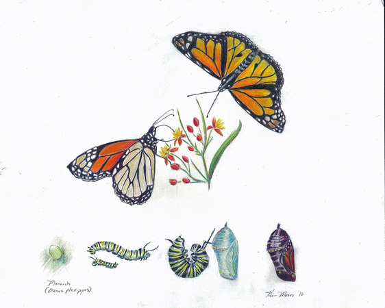 Monarch - Danaus plexippus (lifecycle)
