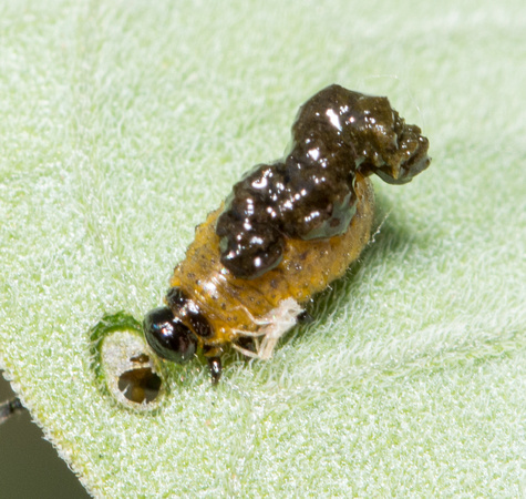 Three-lined lema beetle - Lema sp. (parasitized larva)