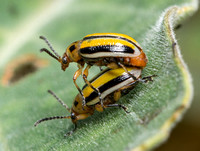 Three-lined lema beetle - Lema sp. (parasitized larva)