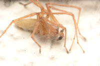 Long-legged sac spider - Cheiracanthium mildei