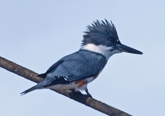 Belted Kingfisher - Ceryle alcyon