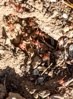 Harvester Ants - Pogonomyrmex subnitidus