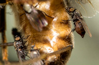 Freeloader Flies - Family Milichiidae