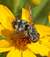 Tachinid fly - Peleteria sp.