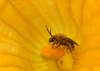 Squash bee - Peponapis pruinosa
