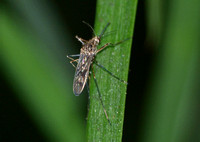 Mosquito - Culiseta incidens
