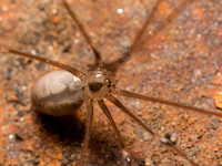 Long-bodied cellar spider - Pholcus phalangioides