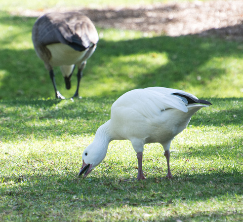 Snow Goose - Anser caerulescens