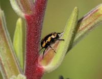 Casebearer beetle - Cryptocephalus castaneus