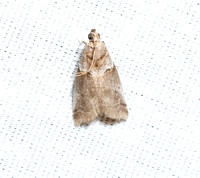 Knot-horn moth - Acrobasis sp.