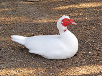 Muscovy Duck - Cairina moschata