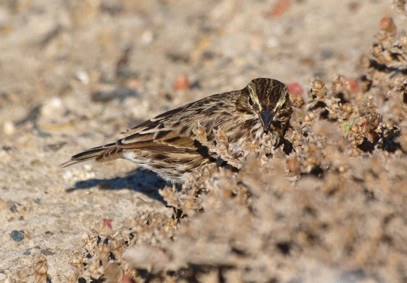 Savannah Sparrow - Passerculus sandwichensis beldingi