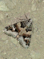 Erebid moth - Drasteria sp.
