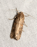 Small Mottled Willow Moth - Spodoptera exigua