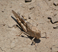 Pallid-winged Grasshopper - Trimerotropis pallidipennis
