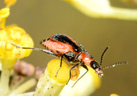 Soft-winged flower beetle - Attalus trimaculatus