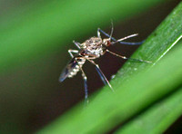Mosquito - Culiseta incidens