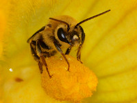Squash bee - Peponapis pruinosa