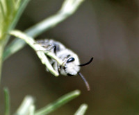 Cellophane bee 2 - Colletes sp.?