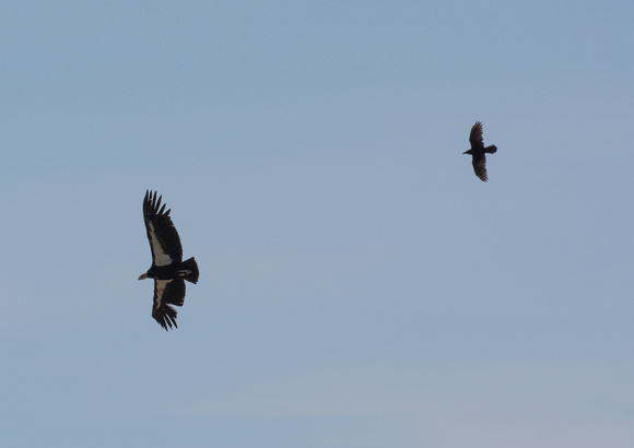 61 and a raven in pursuit