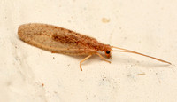 Brown lacewing - Family: Hemerobiidae