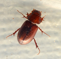 Scarab Beetle - Aphodius pseudolividus ?
