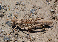 Saussure's Desert Grasshopper - Derotmema saussureanum