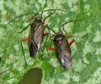 Plant bug 2 - Irbisia mollipes