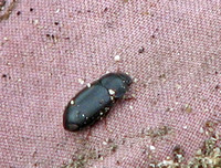 Darkling beetle 3 - Unidentified sp.