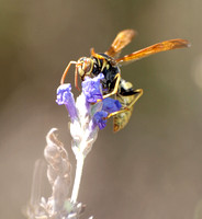 Golden paper wasp - Polistes aurifer
