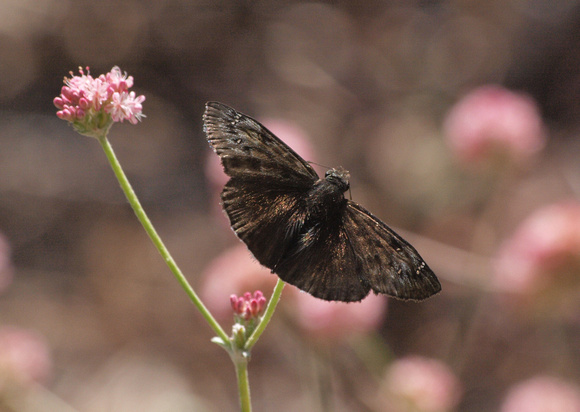 Mournful duskywing - Erynnis tristis