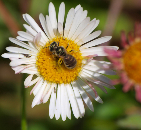 Thrips and bee on Santa Barbara daisy for size