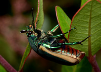 Fig-eater beetle - Cotinis mutabilis