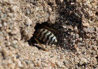 Sand wasp 1 - Bembix comata