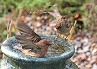 House Finch - Carpodacus mexicanus and White Crowned Sparrow - Zonotrichia leucophyrs