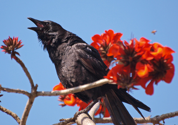 American Crow - Corvus brachyhynchus