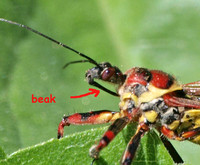 Piercing/ sucking beak - Yellow-bellied bee assassin - Apiomerus flaviventris
